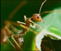 Video of Ants