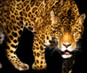 Leopards