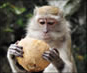 Apes, Monkeys & Lemurs